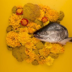 Fish Eyes