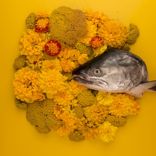 Fish Eyes