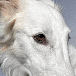 Tame a Hound