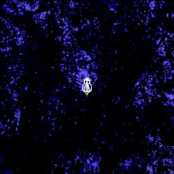 In the Blue Trees