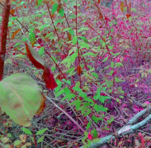 Decaying Back Into The Forest