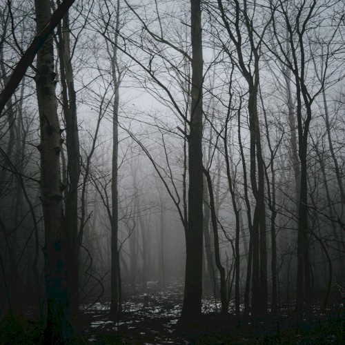 Witches in These Woods