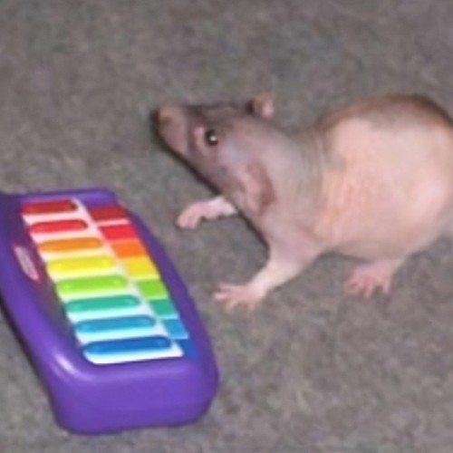 NEIL (Banging Out The Tunes)