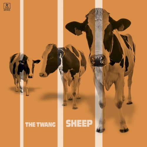 Sheep