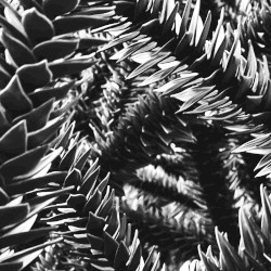 The Devonian