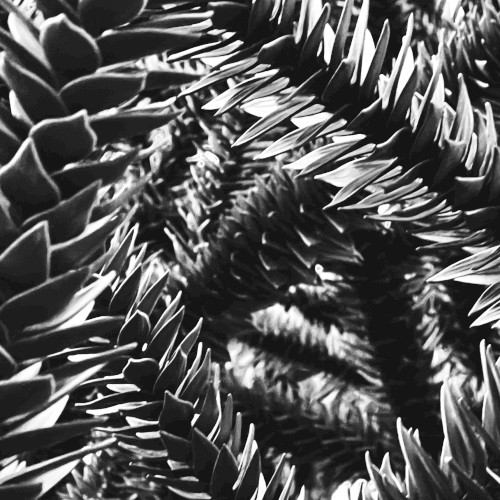 The Devonian