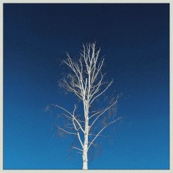 Birch Tree