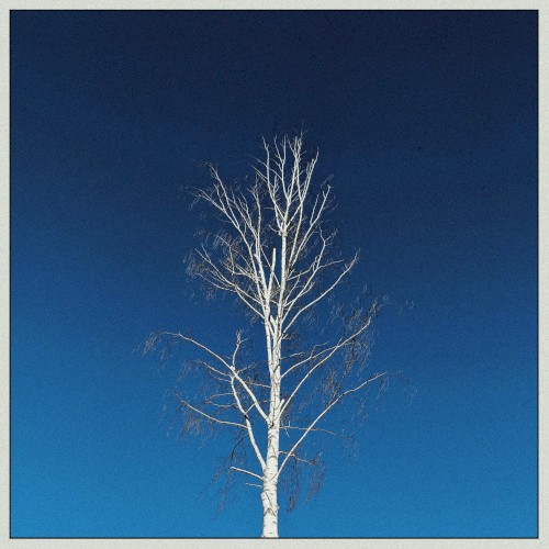 Birch Tree