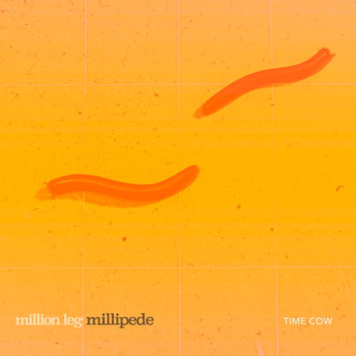 Million Leg Millipede