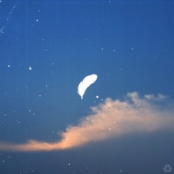 feather.