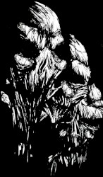 The Silent Echoes of the Confinement