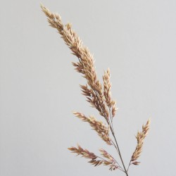 Succession