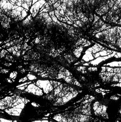 Cloak of Organs EP