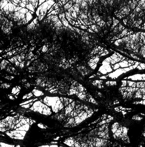 Cloak of Organs EP