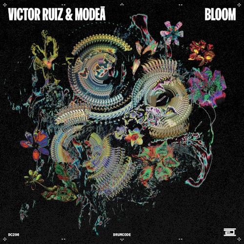 Bloom
