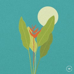 Moonflowers
