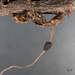 Self