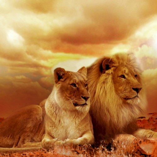 Lion & Lioness