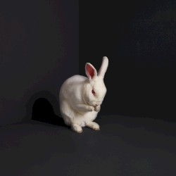 Rabbits