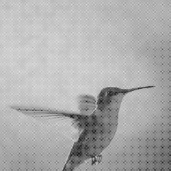 Codinome beija‐flor / O tempo não para