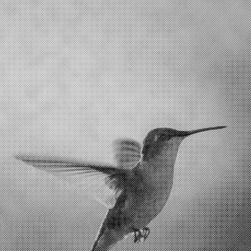 Codinome beija‐flor / O tempo não para