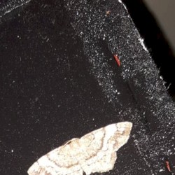 moths