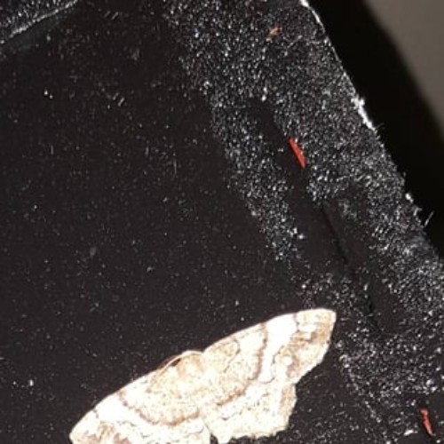 moths