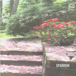 Sparrow