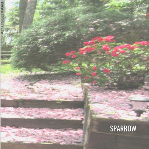 Sparrow