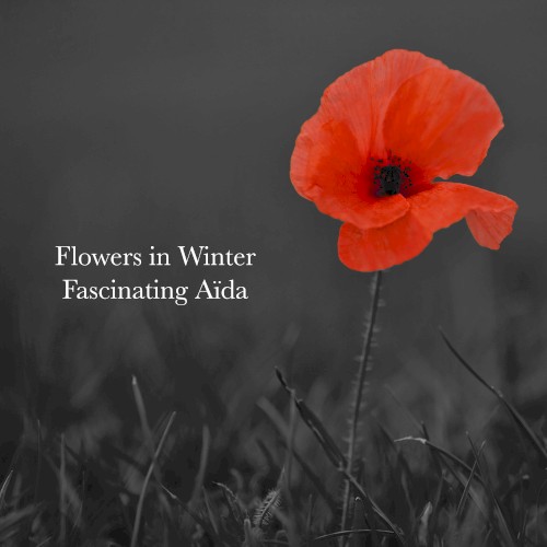 Flowers in Winter