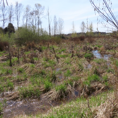 Mill Creek, WA (04-04-2025)