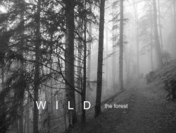 The Forest