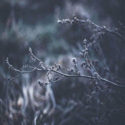 Evocation