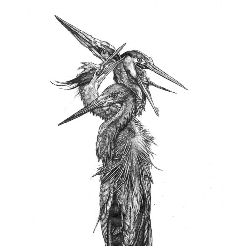 Hatch