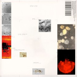 Apiformes