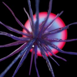 Neutropia