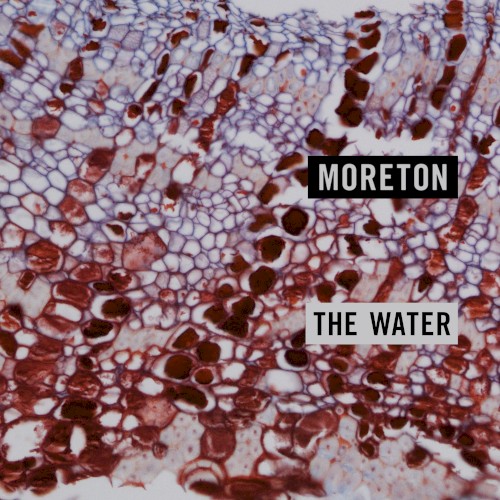 The Water