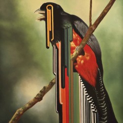 Bird Rib