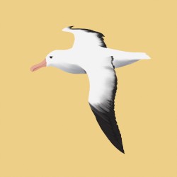 Albatross