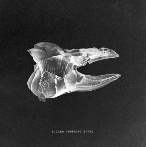 Lizard (Morning Star)