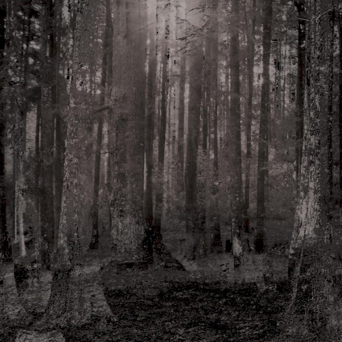 Bosque