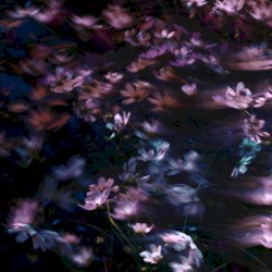 Germination