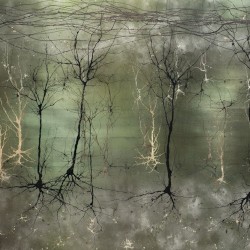 Synaptic Research