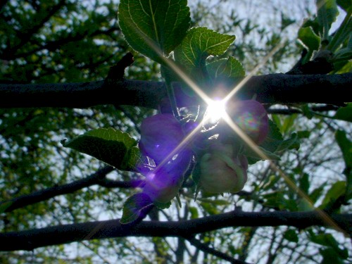 Show Me the Glint of Light