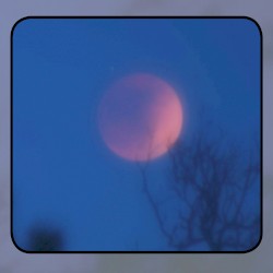 Moonlit Missive #79: 'The Moon's Marrow Grove'