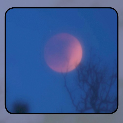 Moonlit Missive #79: 'The Moon's Marrow Grove'