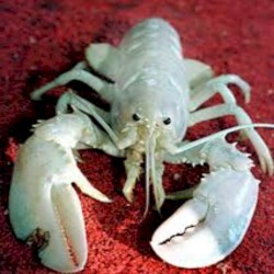Lobster Trap