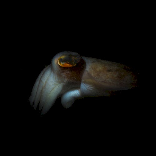 Charybdis