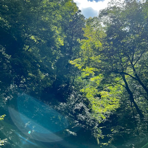 The Ancient Forest IV