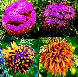 APPLE CEDAR RUST